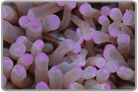 Australian Metallic Red and Blue Mouth Zoanthids